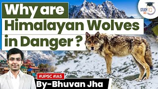 Himalayan Wolf Listed as ‘Vulnerable’ in IUCN  Biodiversity  UPSC GS3 [upl. by Yatnuhs194]