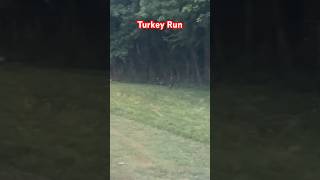 Big Flock of Turkeys running trailrunning ultrarunning ultratraining 100miles nature trails [upl. by Alamaj]