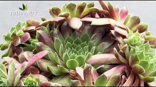 Sedum et sempervivum  des plantes grasses faciles   Truffaut [upl. by Spieler108]