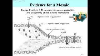 280 Freeze Fracture Electron Microscopy of Cell Membranes [upl. by Sofer]