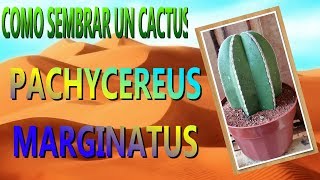 COMO PLANTAR UN CACTUS  PACHYCEREUS MARGINATUS [upl. by Idihc]