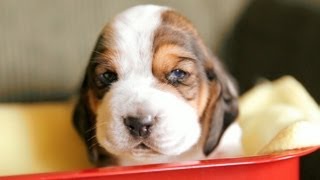 Maple Street Bassets Kennel Video [upl. by Myron898]