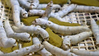 How Japan Became High Tech w Silk Worms [upl. by Dibbrun]