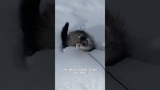 Hiver 2023 découverte de la neige 🥰🫶🏻 furet furets ferret ferrets funnyvideos funnyshorts [upl. by Clawson474]