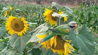 how to Tame baby parrotone of the easier processesnatural funny parrot sound [upl. by Esojnauj]