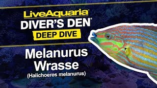 LiveAquaria® Diver’s Den® Deep Dive Melanurus Wrasse Halichoeres melanurus [upl. by Shutz]