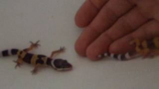 Screaming Baby Leopard Gecko [upl. by Sik]