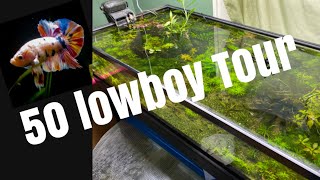 Full tour 50 gallon lowboy shorts [upl. by Amihsat]