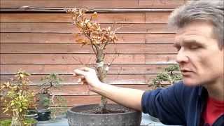 Fagus Sylvatica Bonsai 2 wiring and shaping [upl. by Mara]