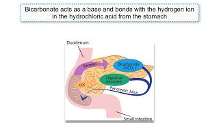 Gastrin CCK and Secretin explained [upl. by Rehpretsirhc]