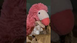 RESCUING lost wild Jellycats 1 Flamingo [upl. by Nahbois]