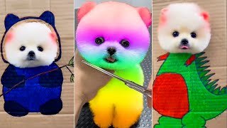 Cute Pomeranian Puppies Doing Funny Things 24 🐶 Cute and Funny Dogs 2024 😅 [upl. by Dunton]