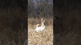 Trumpeter Swans [upl. by Ellesirg]