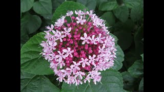 Planting Clerodendrum Bungei aka Mexican Hydrangea  Year round cut flower garden  Ep 18 [upl. by Kym]