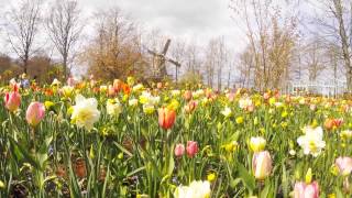 La fioritura dei tulipani in Olanda  Go Pro  Amsterdam Utrecht [upl. by Anastasia]