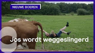 Het binnenhalen van de koeien gaat niet helemaal goed  Nieuwe Boeren [upl. by Sheba]