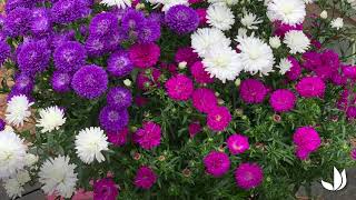 Les asters marguerite d’automne  fleurs colorées vivaces  Truffaut [upl. by Acebber]