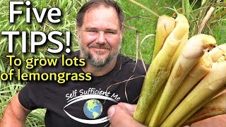 5 Tips How to Grow a Ton of Lemongrass at Home [upl. by Elison]