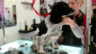 HOW TO DO A SPRINGER SPANIEL [upl. by Etnoved]