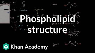 Phospholipid structure  Cells  MCAT  Khan Academy [upl. by Bibah]