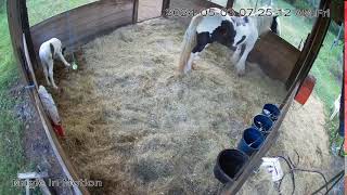 Magic In Motion Gypsy Vanners Foaling Cam [upl. by Aynatal]