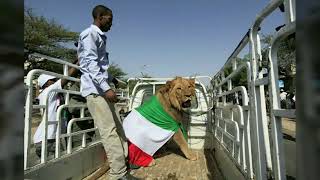 Asiatic Lion Survives in Africa [upl. by Annayat]