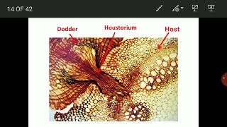 Lecture 34  Phanerogamic parasites Cuscuta Loranthus Orabanche and Striga  PAT 201 [upl. by Lehcar]