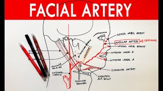 Facial Artery  Origin course branches  Anatomy Tutorial [upl. by Placidia]