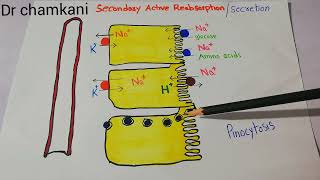 Renal system 86  pinocytosis  Active transport [upl. by Ennoid]