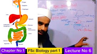 Organ Organ System Level Class 11 in Urdu Hindi  1st year Biology  Lecture series  Fsc part 1 [upl. by Eniamraj]