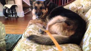 Growling German Shepherd  Attacking The Back Scratcher [upl. by Lerred]