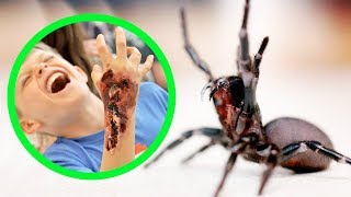 THE MOST DANGEROUS SPIDERS IN AUSTRALIA TOP 10 [upl. by Zanahs]