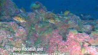 Exploring Cordell Bank National Marine Sanctuary [upl. by Redmond]