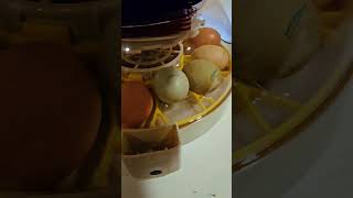 How to double incubate homestead babychicks incubator raisingchickens [upl. by Hadley984]