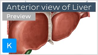 Anterior view of the liver preview  Human Anatomy  Kenhub [upl. by Obara433]