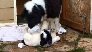 Pacific Coast Landseer puppies playtime [upl. by Eybba259]