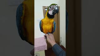 How to train macaw parrot  trendingshorts shorts viralshorts short mrtrainer [upl. by Naivat]