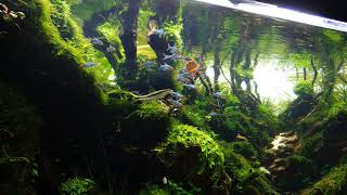 AQUASCAPING CINEMATIC  Sawbwa resplendens [upl. by Ressan]