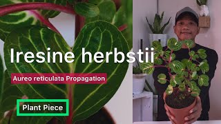 Iresine herbstii  HOW TO PROPAGATE IRESINE  PlantPiece Ep05 [upl. by Htenay]