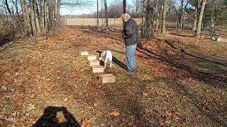 14 wk old Borzoi Treasure Containers amp Exteriors Scent Work [upl. by Lister852]