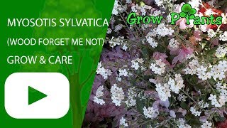 Myosotis sylvatica  grow amp care Wood forget me not [upl. by Yartnoed]