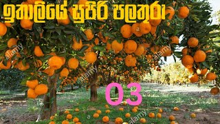 How Does it Grow ඉතාලියේ පලතුරු ITALY How to produce millions of Harvesting and processing Fruits [upl. by Reitrac592]