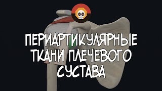 Периартикулярные ткани ПС 3D Анатомия [upl. by Tennos]