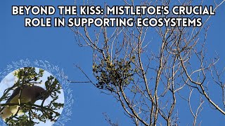 Beyond the Kiss Mistletoes Crucial Role in Supporting Ecosystems highdefinition 4k [upl. by Bohrer211]