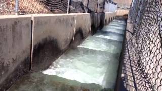 Salmon at the fish ladder [upl. by Abran188]