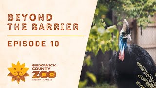 Beyond the Barrier  Animal Training  Sedgwick County Zoo [upl. by Aihsatan620]