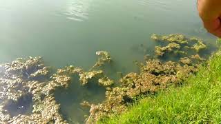 Bass Fishing South Texas Irrigation Canals [upl. by Nerol]