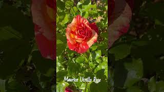 Maurice Utrillo Rose 42524 zone7b garden roseplants spring2024 roseflowers zone8a [upl. by Anelrahs390]