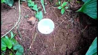 How to Make an Insect Collection Part 3 of 11 Ground Collecting [upl. by Boorer]