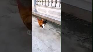 funyy videos funny chicken try not to laugh shortvideo ➡️🆕️😅 [upl. by Anelys]